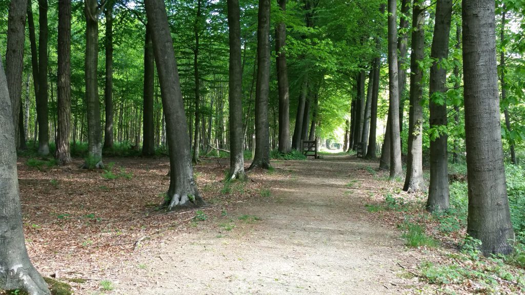 Over imposante dreven door de bossen van Bulskampveld