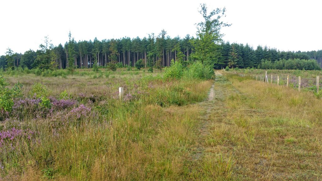 Wandelen door topnatuur in Averbode bos & heide