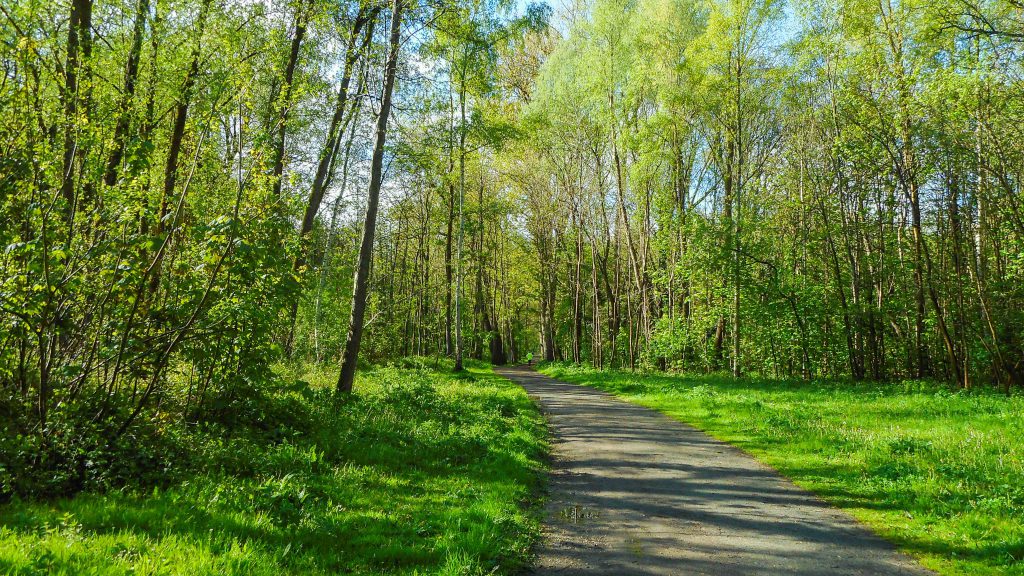 Osbroek