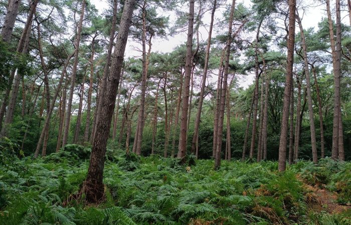 1753618686735 - kopie